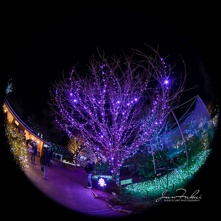 あしかがフラワーパーク イルミネーション