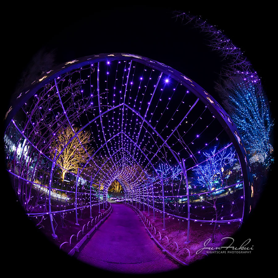 あしかがフラワーパーク イルミネーション