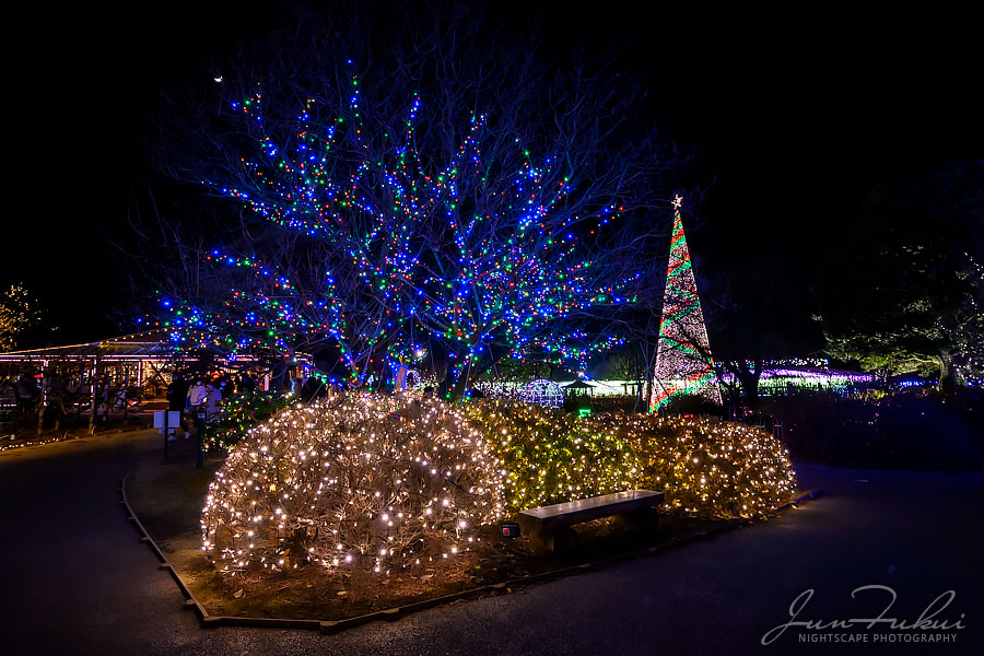 あしかがフラワーパーク イルミネーション