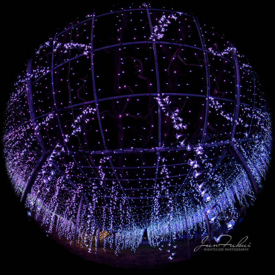 あしかがフラワーパーク イルミネーション