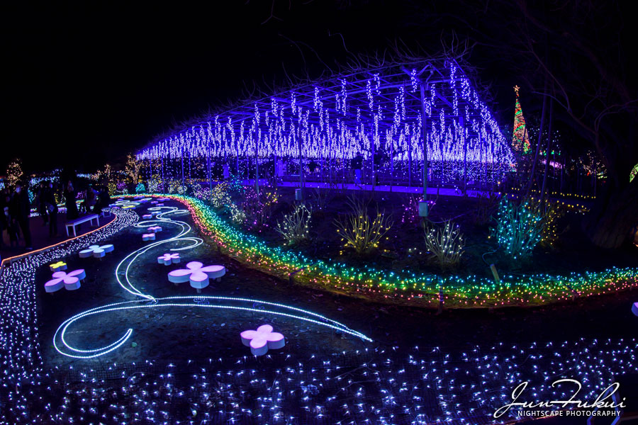 あしかがフラワーパーク イルミネーション