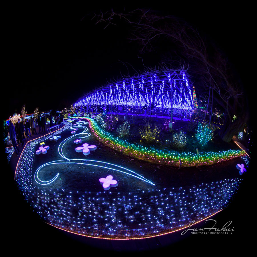 あしかがフラワーパーク イルミネーション