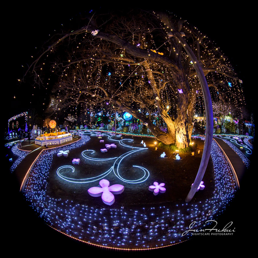 あしかがフラワーパーク イルミネーション