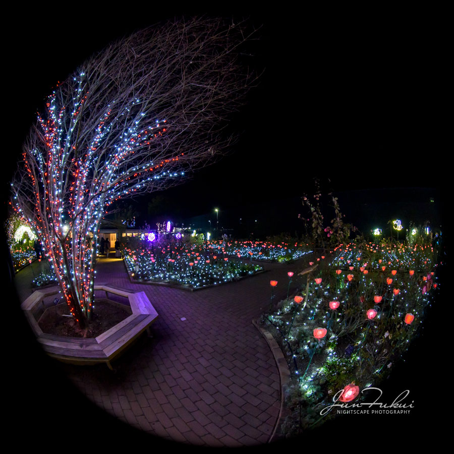 あしかがフラワーパーク イルミネーション