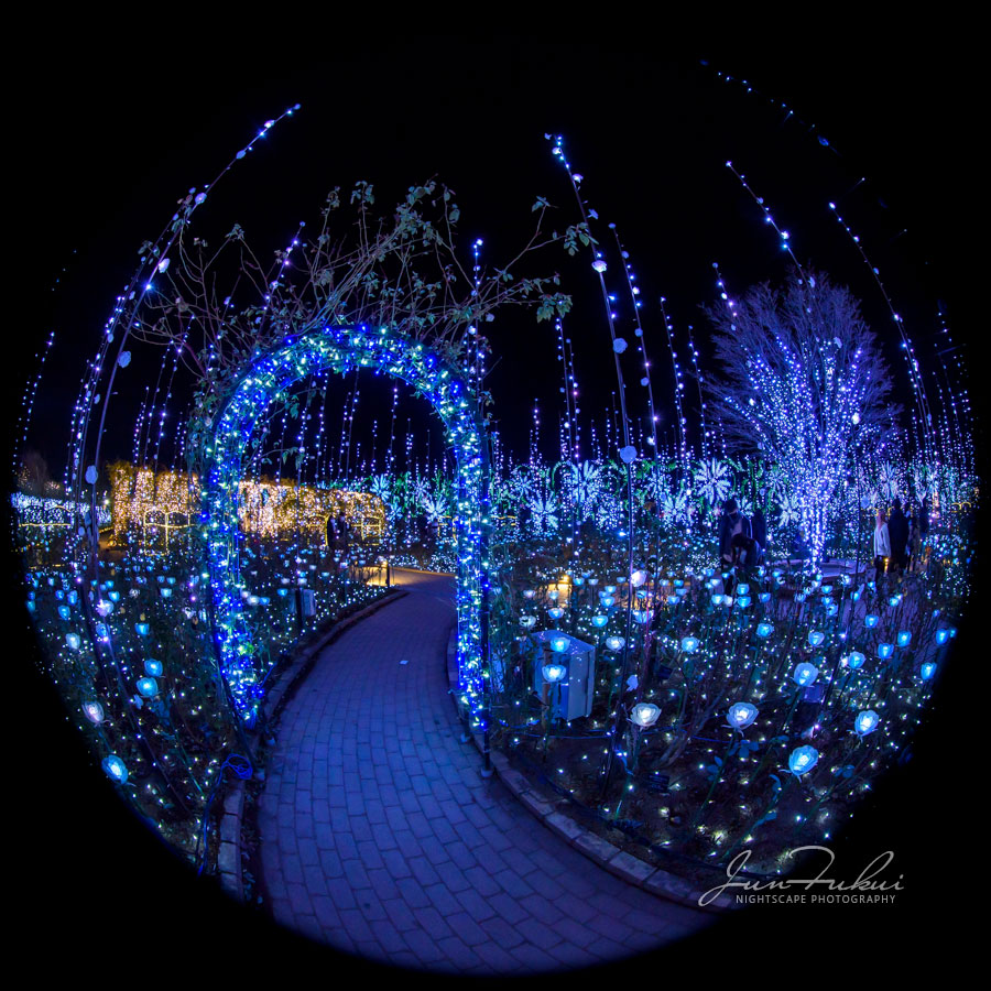 あしかがフラワーパーク イルミネーション