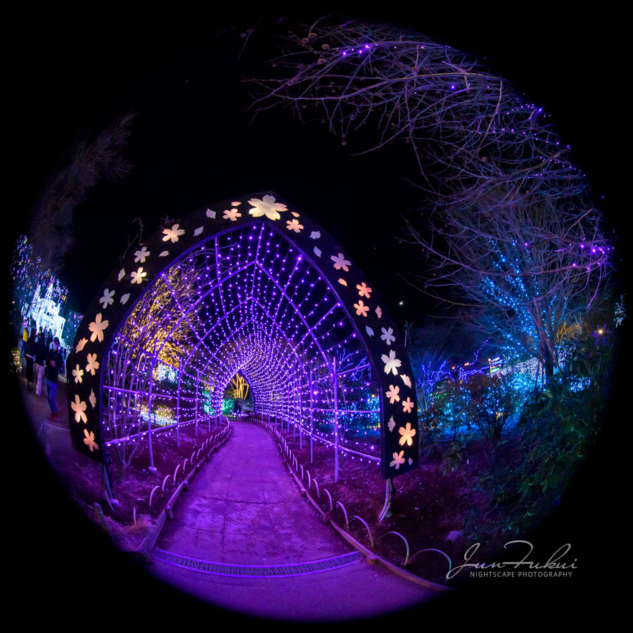 あしかがフラワーパーク イルミネーション