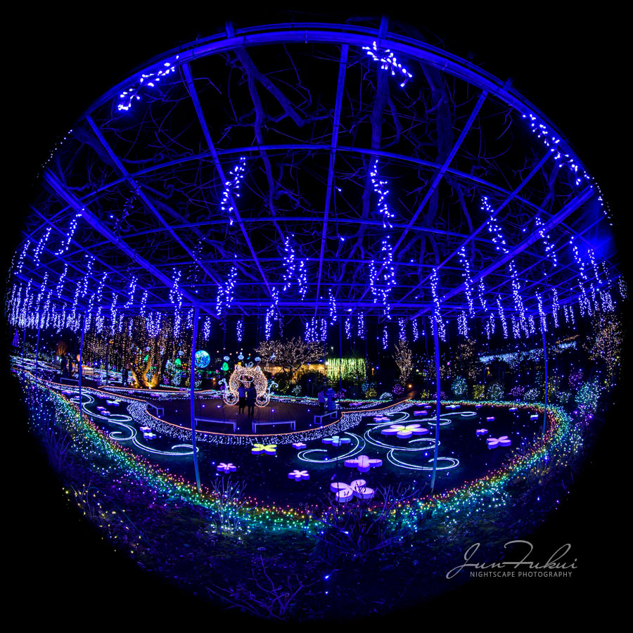 あしかがフラワーパーク イルミネーション