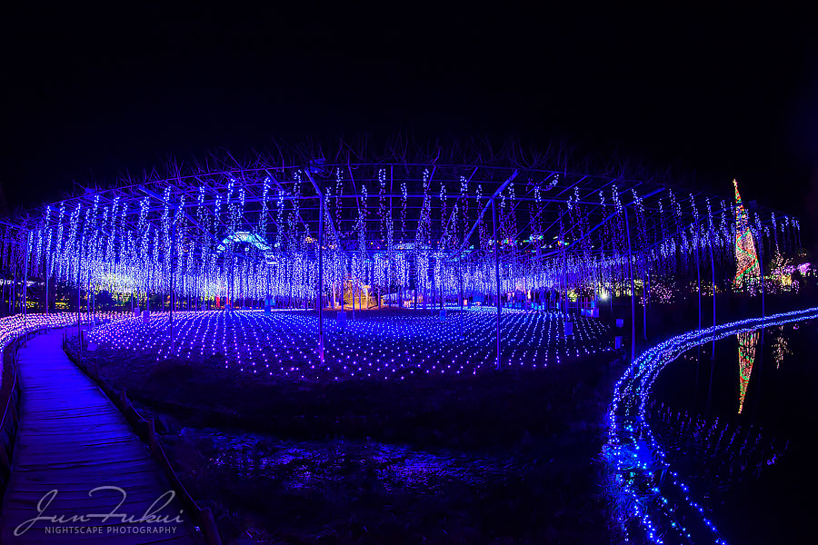 あしかがフラワーパーク イルミネーション