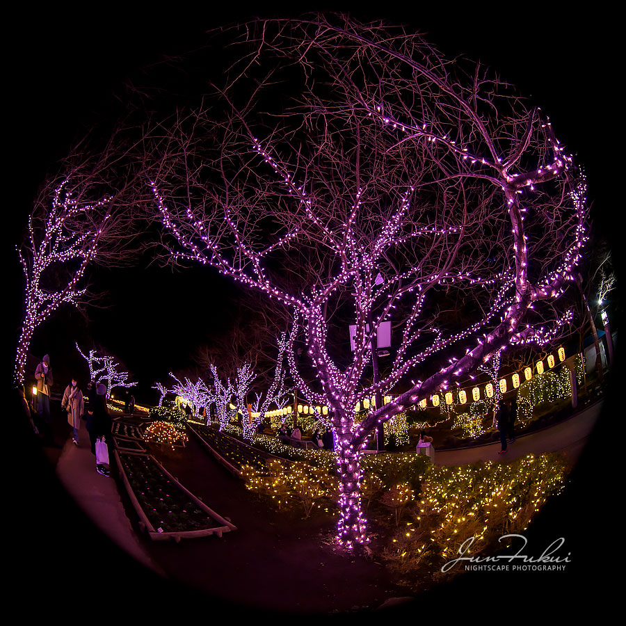 江の島 湘南の宝石 イルミネーション