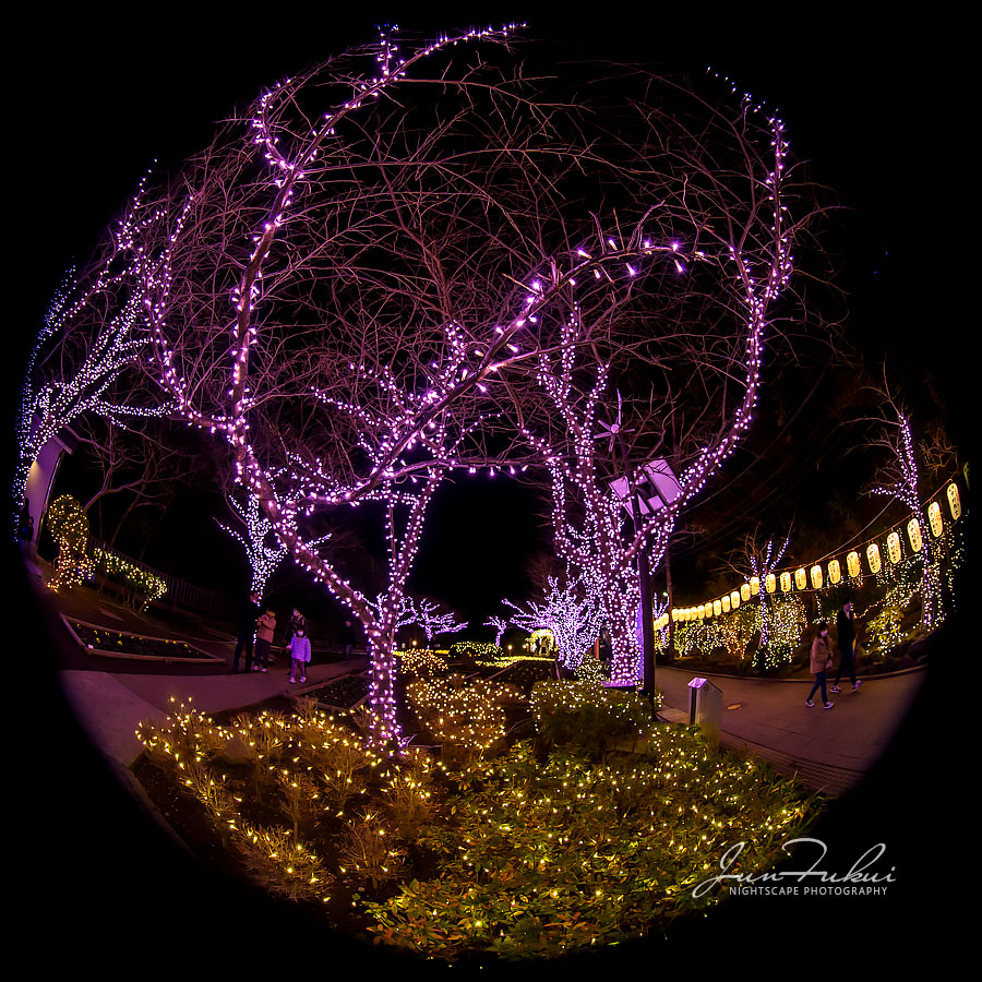 江の島 湘南の宝石 イルミネーション