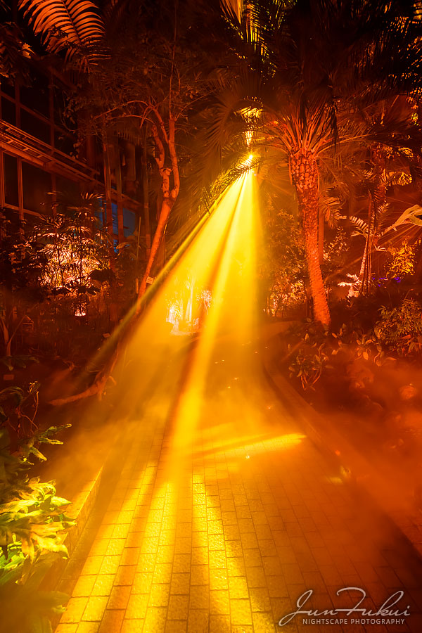 京都府立植物園 ナイトスケープ