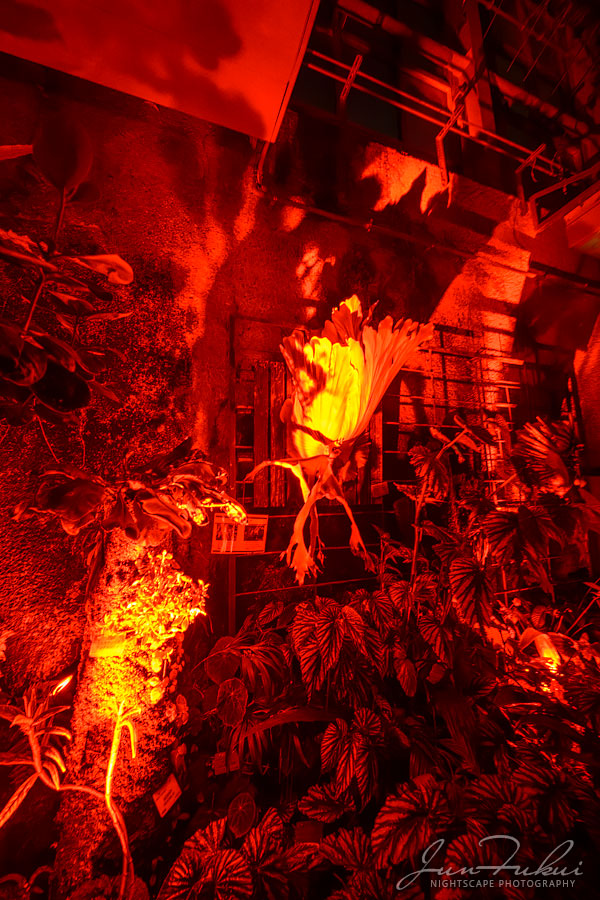 京都府立植物園 ナイトスケープ