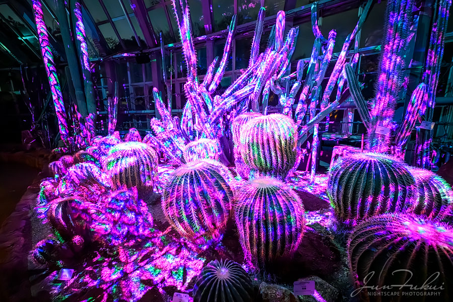 京都府立植物園 ナイトスケープ