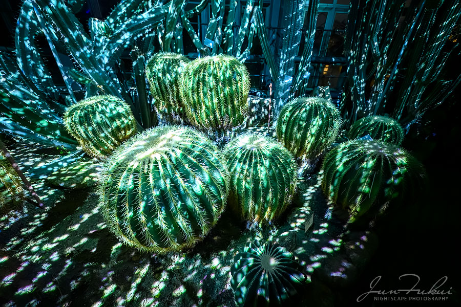 京都府立植物園 ナイトスケープ