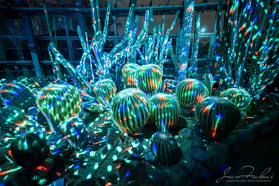 京都府立植物園 ナイトスケープ