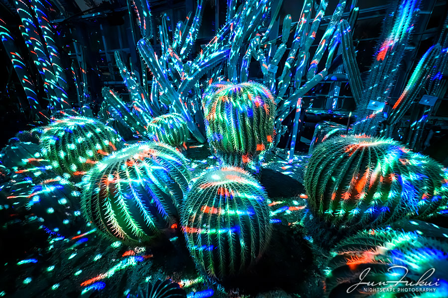 京都府立植物園 ナイトスケープ