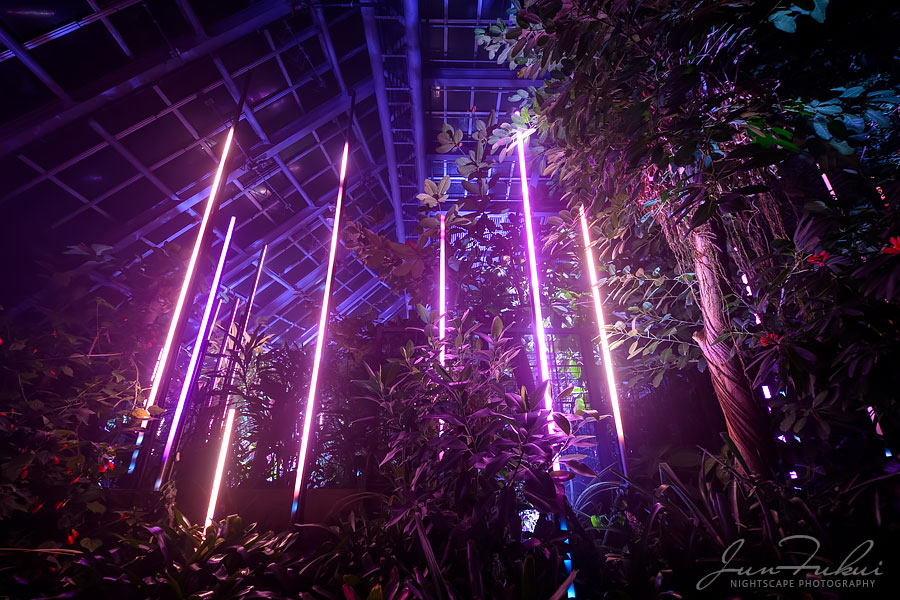 京都府立植物園 ナイトスケープ