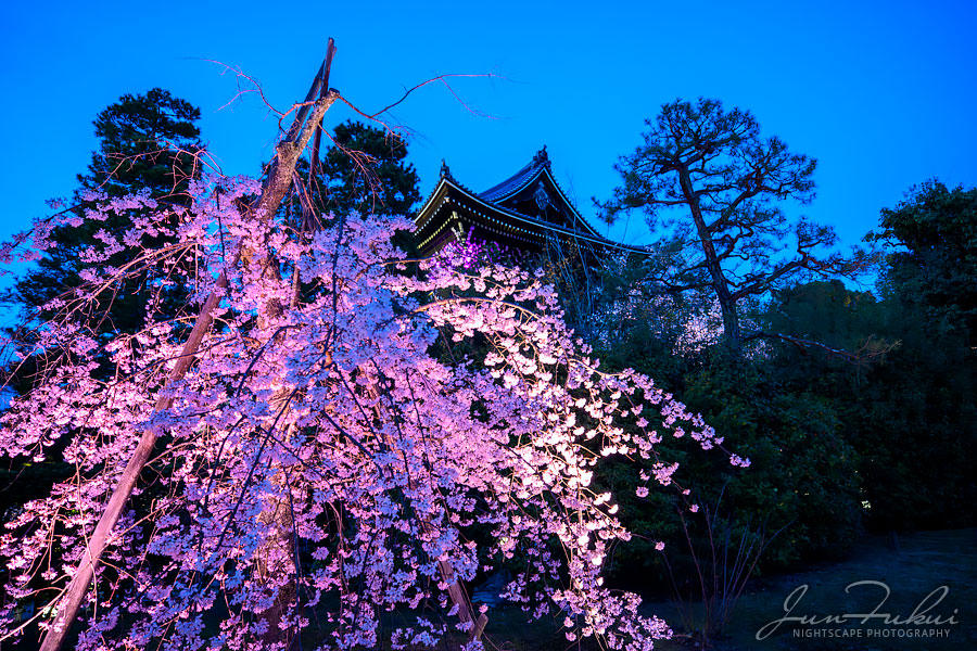知恩院 ナイトスケープ