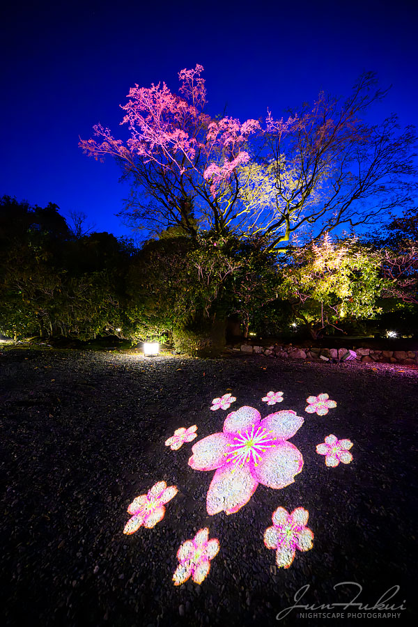 知恩院 ナイトスケープ