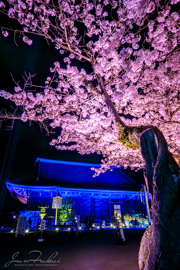 知恩院 ナイトスケープ