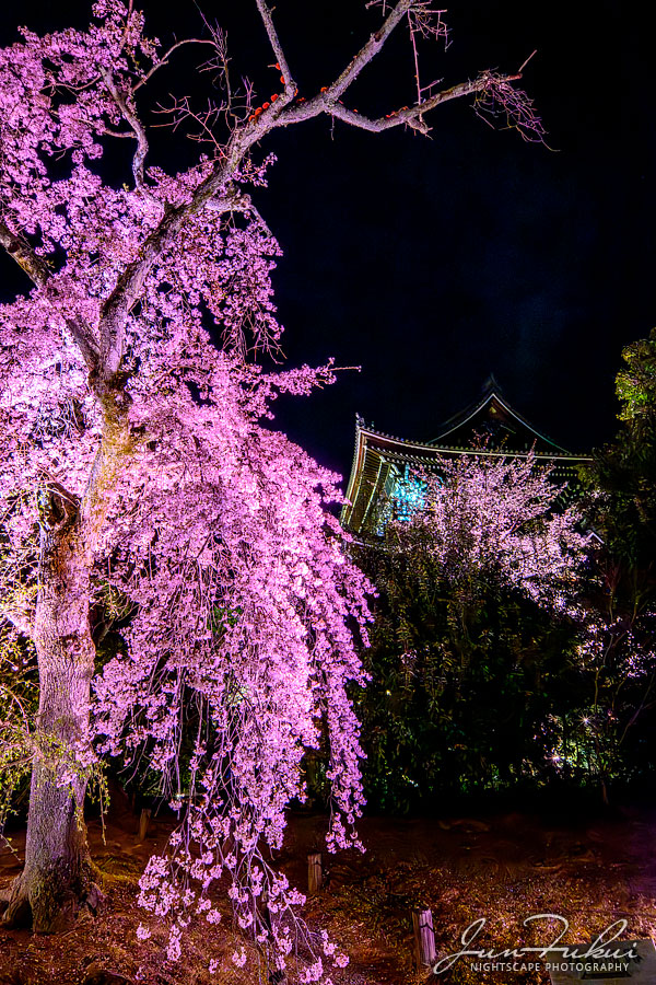 知恩院 ナイトスケープ