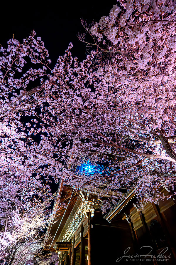 知恩院 ナイトスケープ