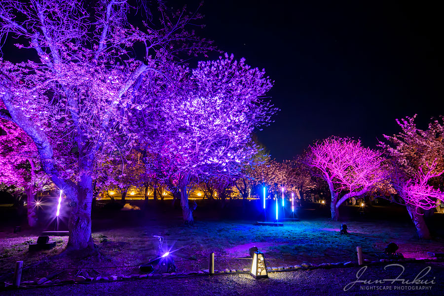 二条城 ナイトスケープ