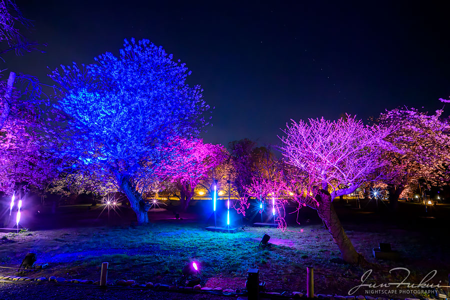 二条城 ナイトスケープ