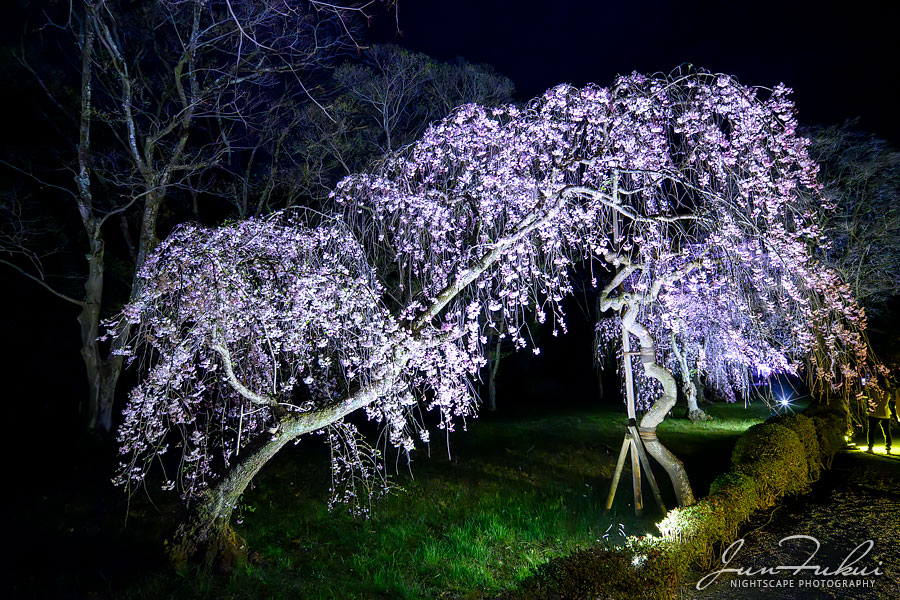 二条城 ナイトスケープ