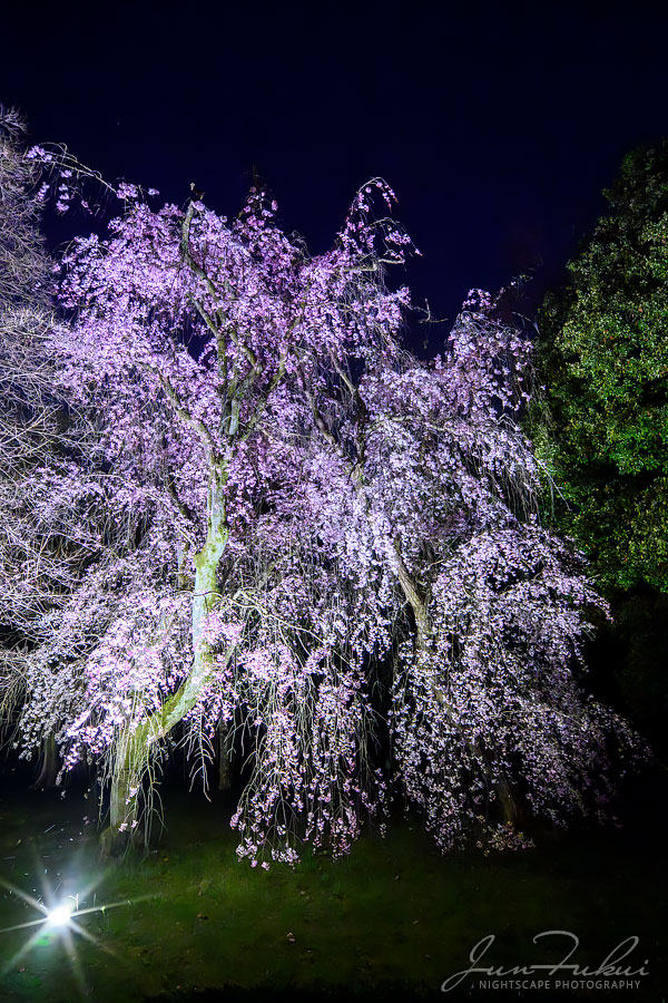 二条城 ナイトスケープ