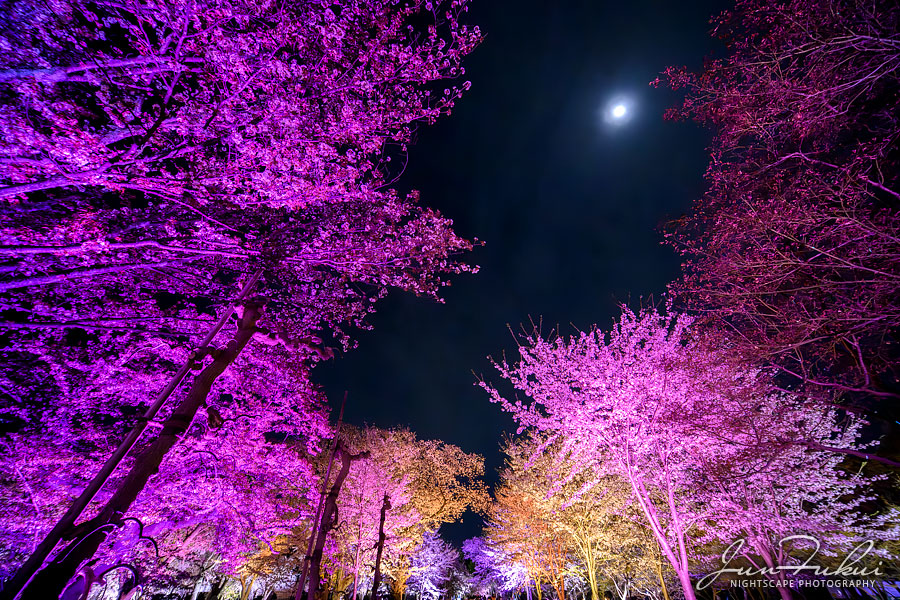 二条城 ナイトスケープ