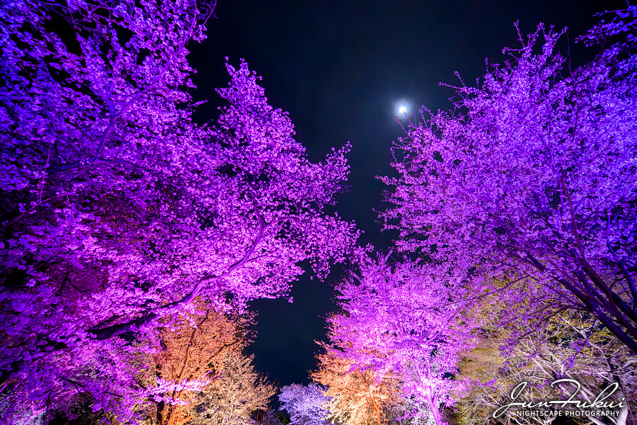 二条城 ナイトスケープ