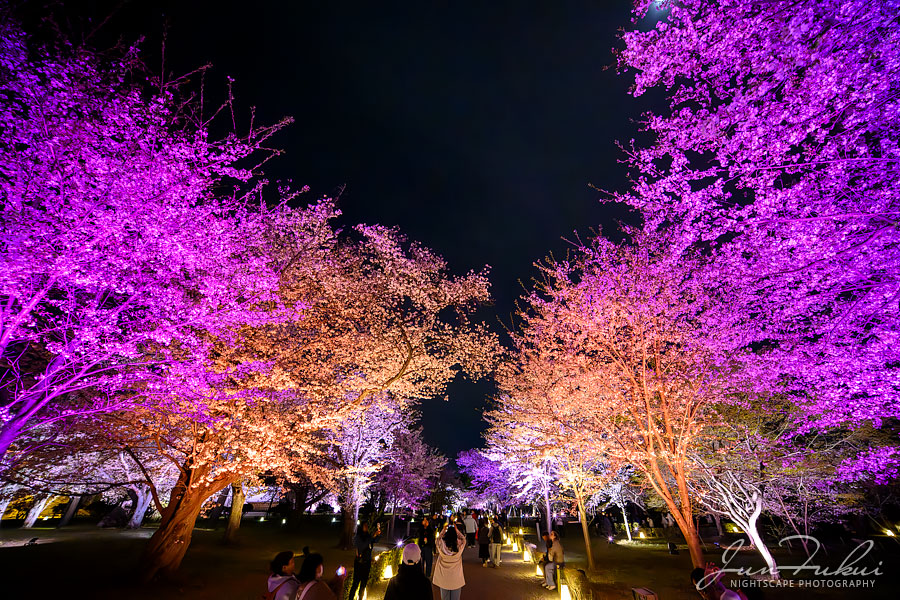 二条城 ナイトスケープ