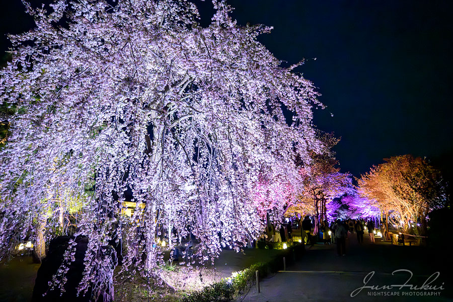 二条城 ナイトスケープ