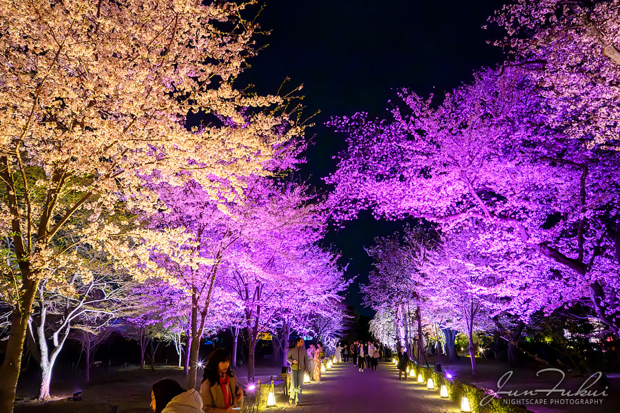 二条城 ナイトスケープ