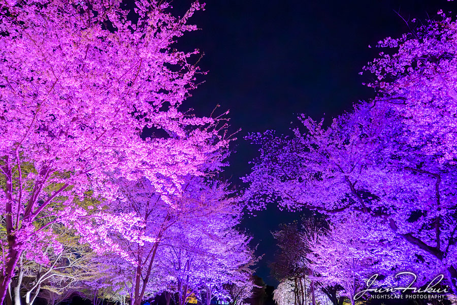 二条城 ナイトスケープ