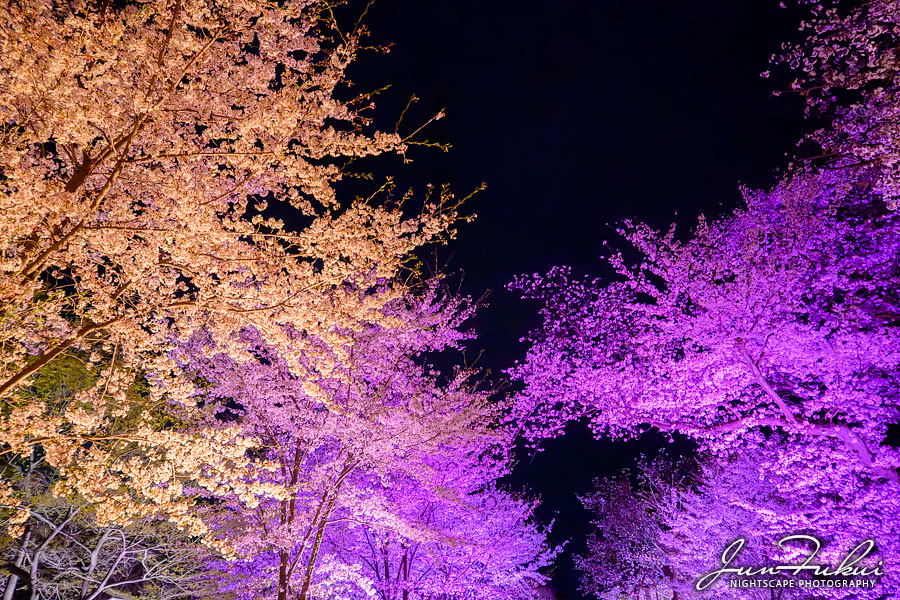 二条城 ナイトスケープ