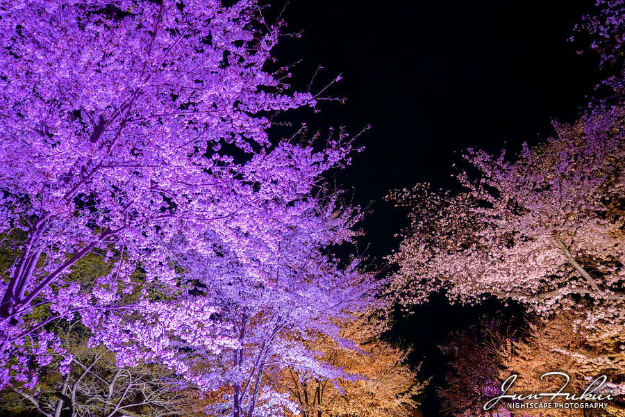 二条城 ナイトスケープ