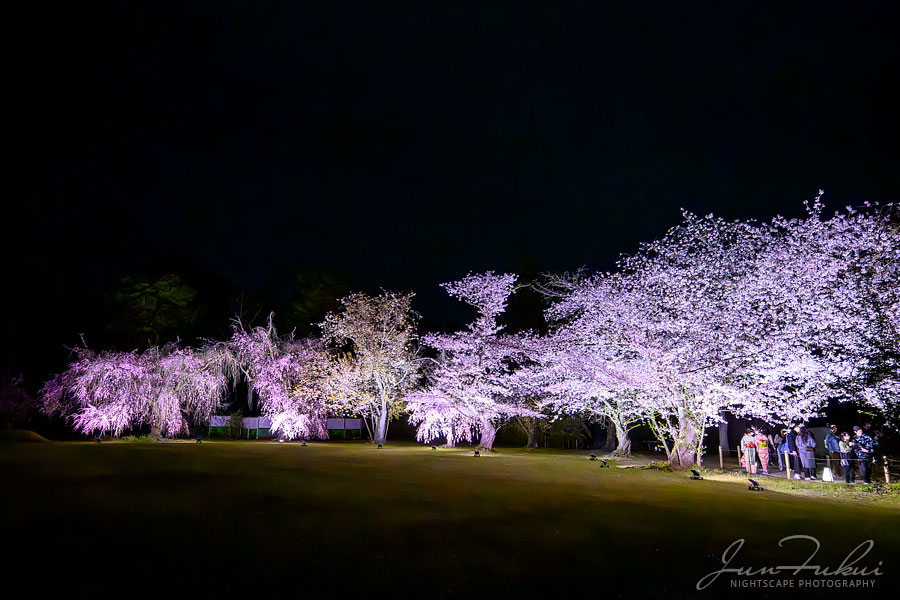 二条城 ナイトスケープ