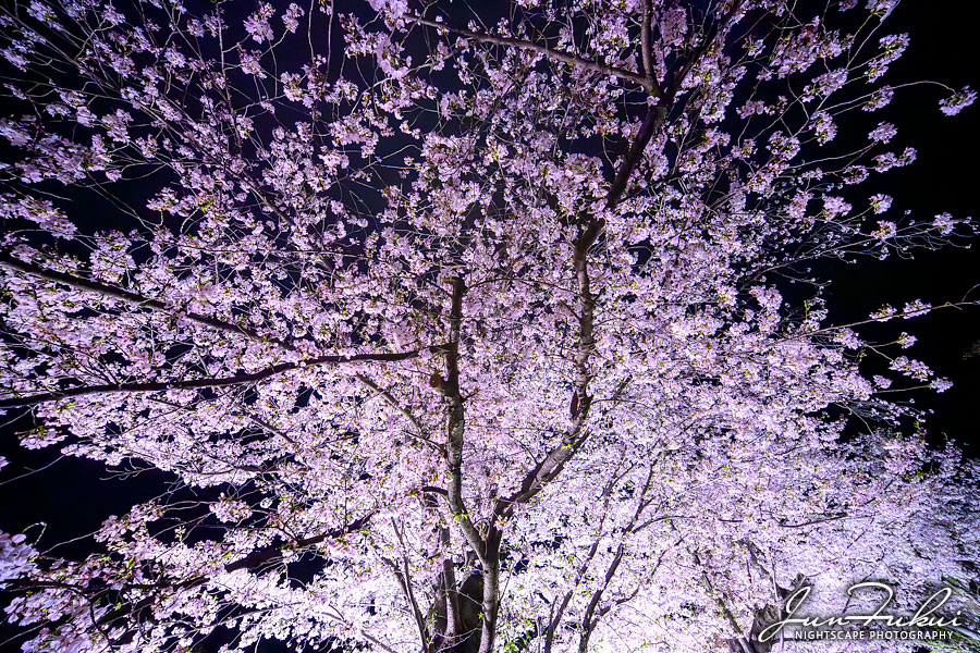 二条城 ナイトスケープ