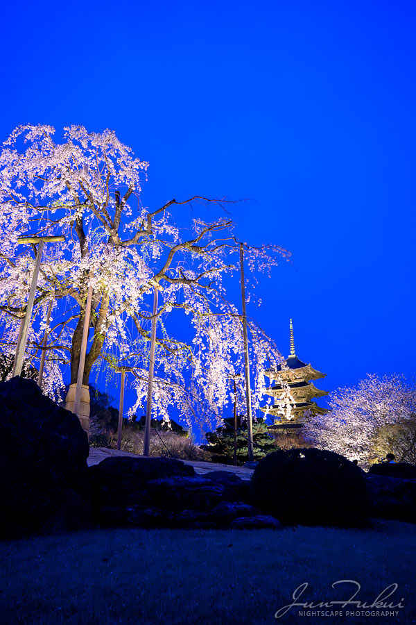 東寺 ナイトスケープ