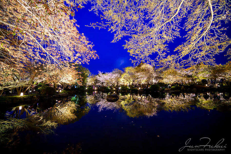東寺 ナイトスケープ