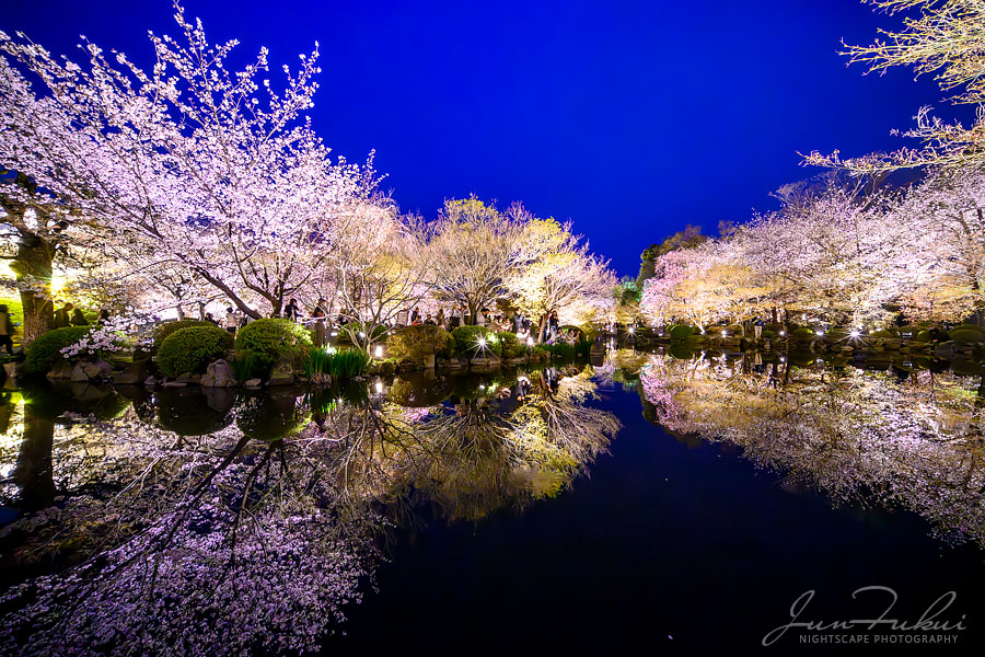 東寺 ナイトスケープ