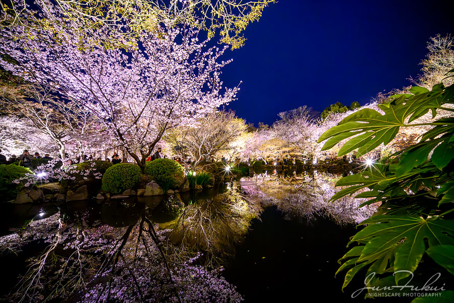 東寺 ナイトスケープ