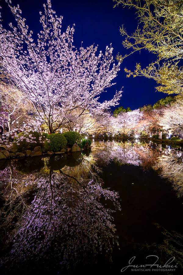 東寺 ナイトスケープ