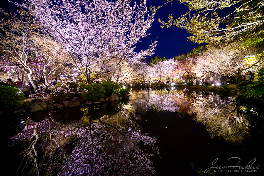 東寺 ナイトスケープ
