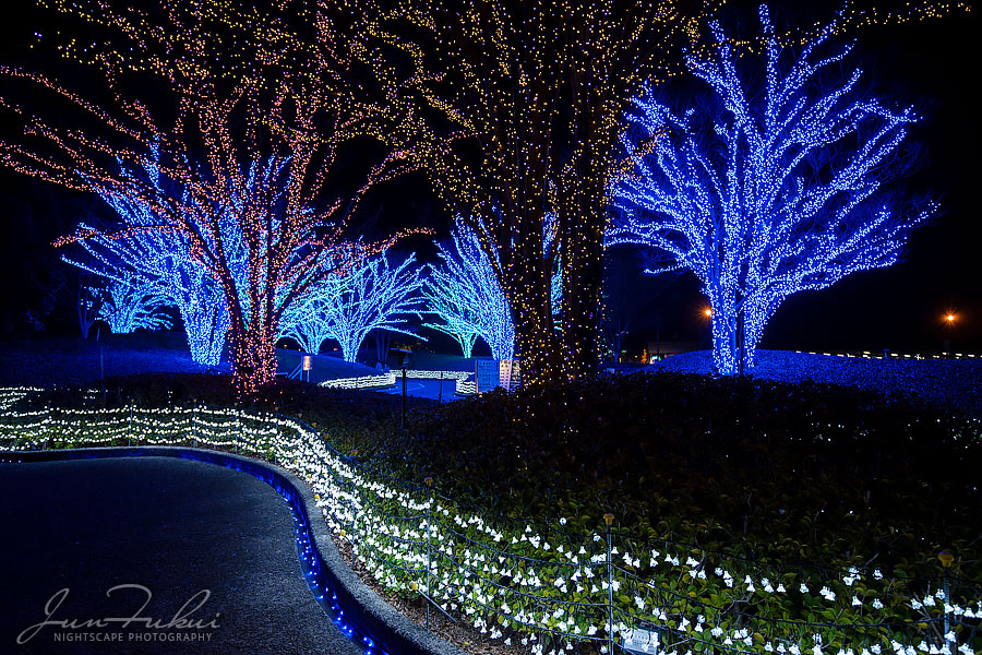 ななばの里 イルミネーション