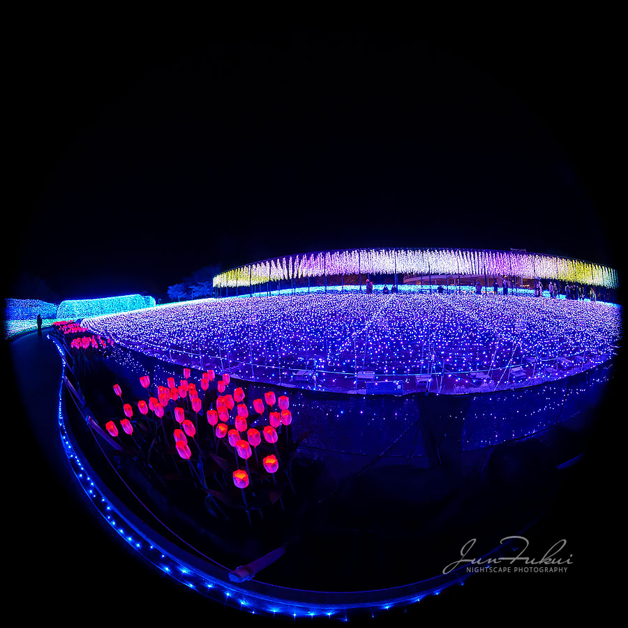 ななばの里 イルミネーション