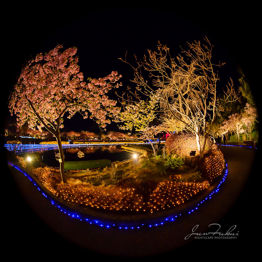 ななばの里 イルミネーション