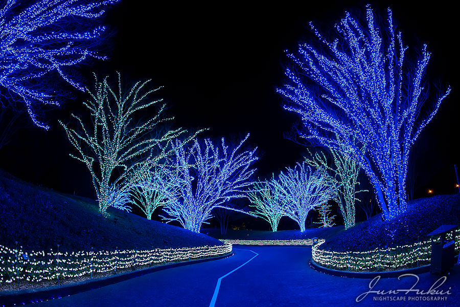 ななばの里 イルミネーション